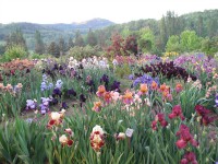 /album/galerie-de-photos-floraisons/jardin-de-la-tour-03-comp-jpg1/